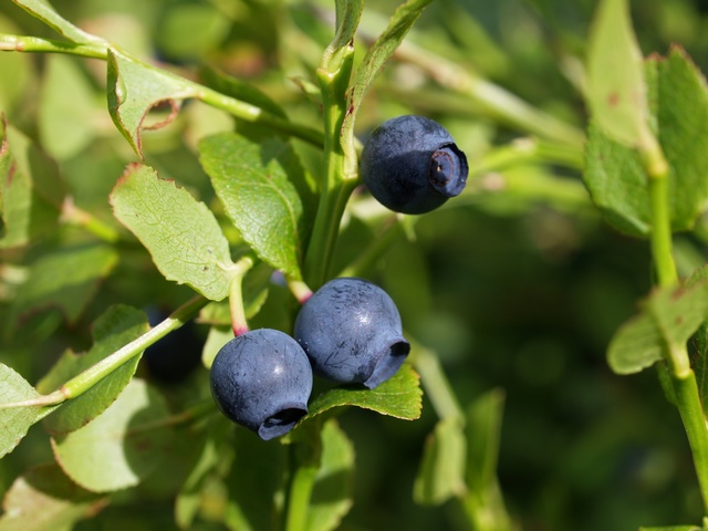 Myrtille sauvage et myrtille bluet : quelle différence ?