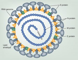 Figure 1 - Représentation schématique d'une particule de coronavirus⁶ 