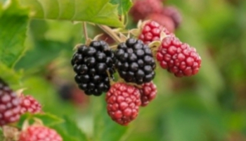 La mûre : quand un fruit peut en cacher un autre