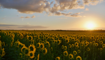 Pénurie d’huile de tournesol : La recette des cosmétiques pourra être modifiée